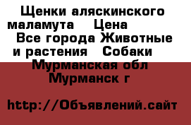 Щенки аляскинского маламута  › Цена ­ 15 000 - Все города Животные и растения » Собаки   . Мурманская обл.,Мурманск г.